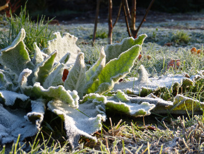 2017-11-26 Gartenimpressionen 6.jpg