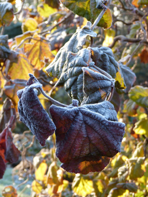 2017-11-26 Gartenimpressionen 7.jpg