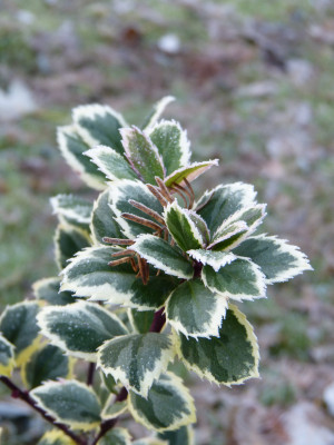 2017-11-26 Ilex x meserveae 'Leander'.jpg