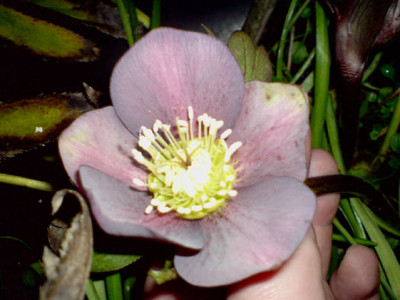 dunkler_helleborus.JPG
