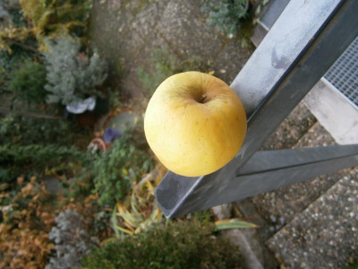 Weißer Glockenapfel 001.JPG