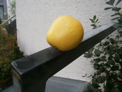 Weißer Glockenapfel 002.JPG