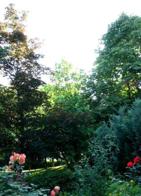 Nachbargarten.JPG