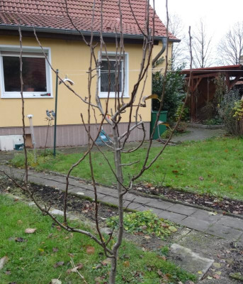 birnbaum01.jpg
