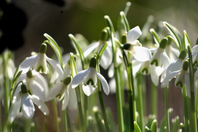Galanthus-sonnig.jpg