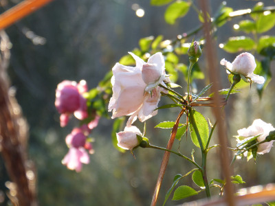 2017-11-26 Gartenimpressionen 10.jpg