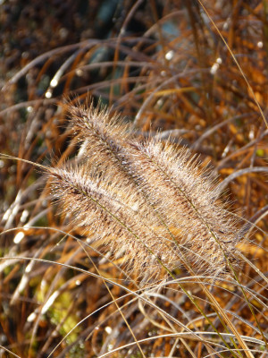 2017-11-26 Gartenimpressionen 11.jpg