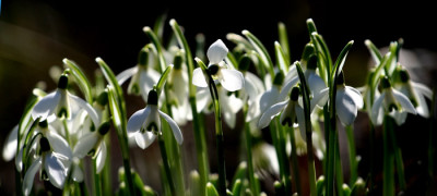 Galanthus-sonnig-2.jpg
