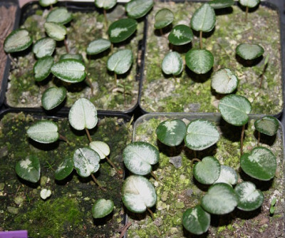 IMG_2173_eCyclamen_hederifolium_Samlinge092006.JPG