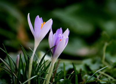 Crocus--Duett.jpg