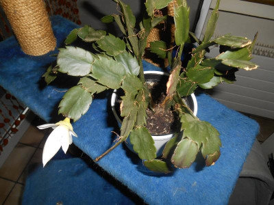 DSCN4570.JPG