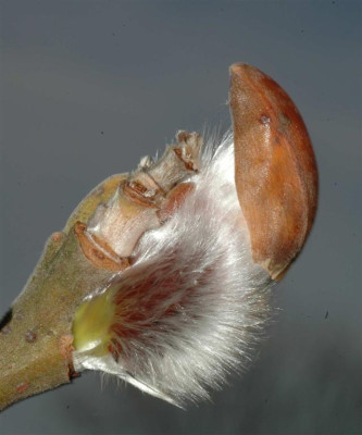 A2183a_Large.JPG