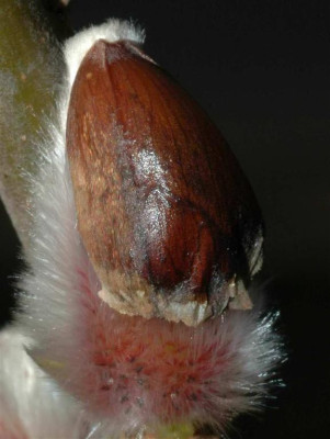 A2186a_Large.JPG