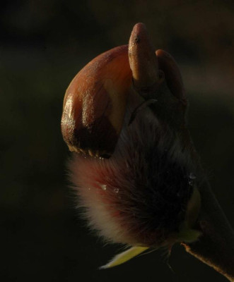 A2179b_Large.JPG