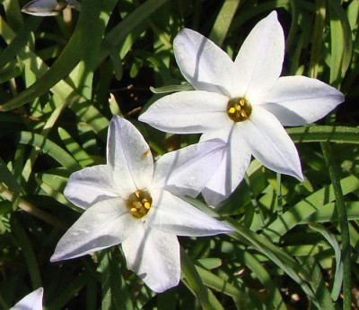 Ipheion_uniflorum.jpg