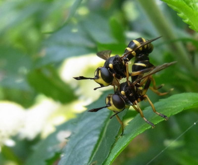 Dickkopffliege_Conops quadrifasciatus_ RIMG0536.JPG