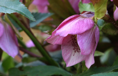 Helleborus-orient.-Vers.1.jpg
