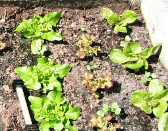 Salat_8.4.2006.JPG