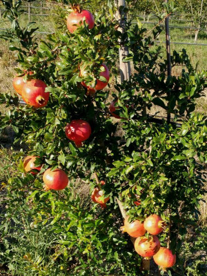 punica-grnatum-provence-arbuste.jpg