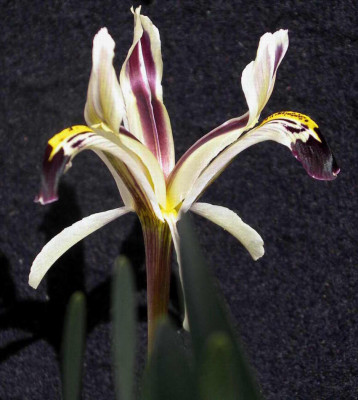 Iris_nicolai_2007-02-16.JPG