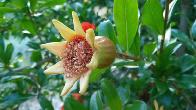 Punica_Prov080716.jpg