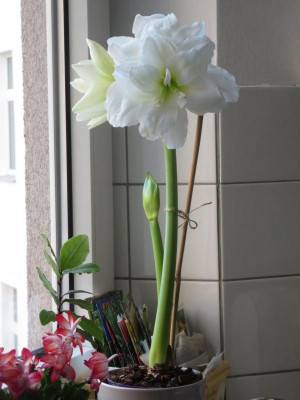 Amaryllis von Pia_6253.jpg