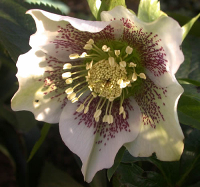 DSCN1773_Riesenhelleborus_.jpg