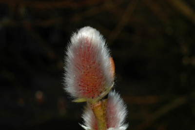 A2184_Large.JPG