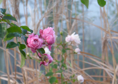 2017-11-30 Gartenimpressionen 4.jpg