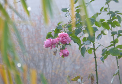 2017-11-30 Gartenimpressionen 8.jpg