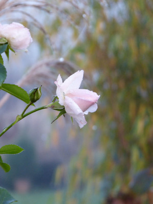 2017-11-30 Gartenimpressionen 10.jpg