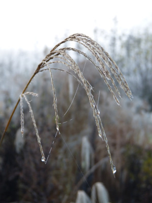 2017-11-30 Gartenimpressionen 1.jpg