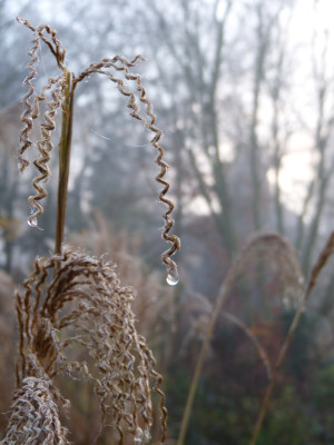 2017-11-30 Gartenimpressionen 2.jpg