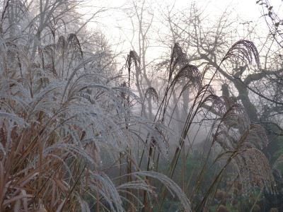 2017-11-30 Gartenimpressionen 3.jpg