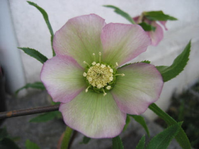 rosa-gruenlich.jpg