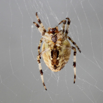 Spinne.jpg