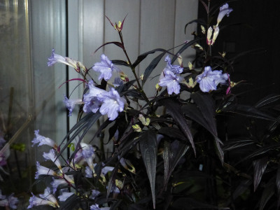 2017-12-01 Strobilantes anisophylla.jpg