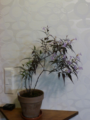 2017-12-01 Strobilantes anisophylla 2.jpg