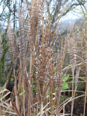 2017-12-01 Miscanthus 'Dread Locks'.jpg