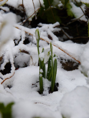 2017-12-02 Galanthus 'Three Ships'.jpg