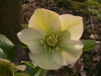 apricot-02-07.jpg