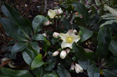 Helleborus-welche.17-1.jpg