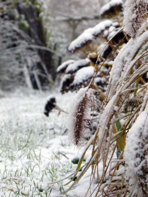 2017-12-02 Gartenimpressionen 3.jpg