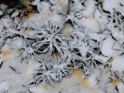2017-12-02 Gartenimpressionen 5.jpg