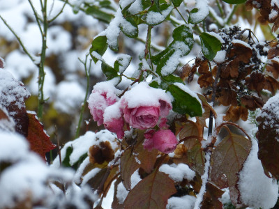2017-12-02 Gartenimpressionen 7.jpg