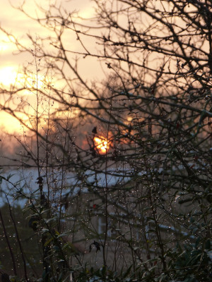 2017-12-02 Gartenimpressionen 2.jpg
