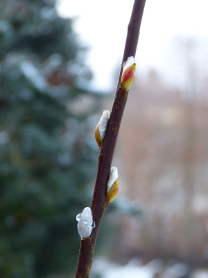 2017-12-02 Gartenimpressionen 1.jpg