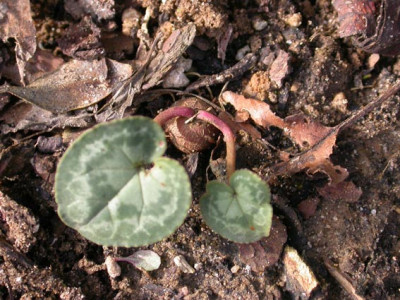 Cyclamen_Knolle.jpg