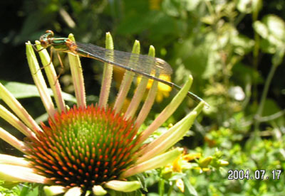 Libelle11.jpg