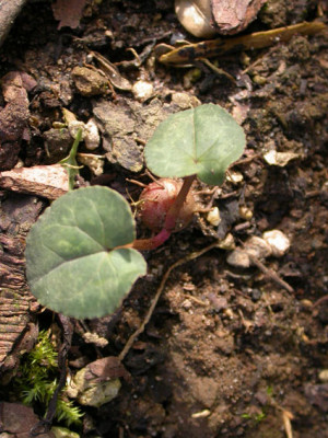 Caclamen_Knolle_2.jpg